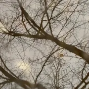 Baum im Winter – KUW WFK  13.01.2021