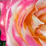 Rose rosa (Beatrice Moretto)