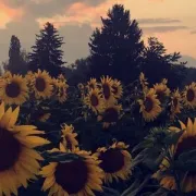 Sonnenblumen abends (Leonie Moretto)