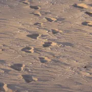 Spuren im Sand (David Jufer)